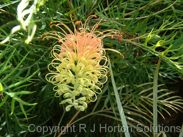 Grevillea Peaches &Cream